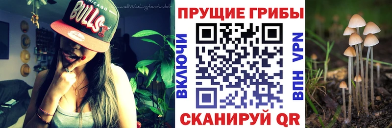 Галлюциногенные грибы Psilocybe  Морозовск 